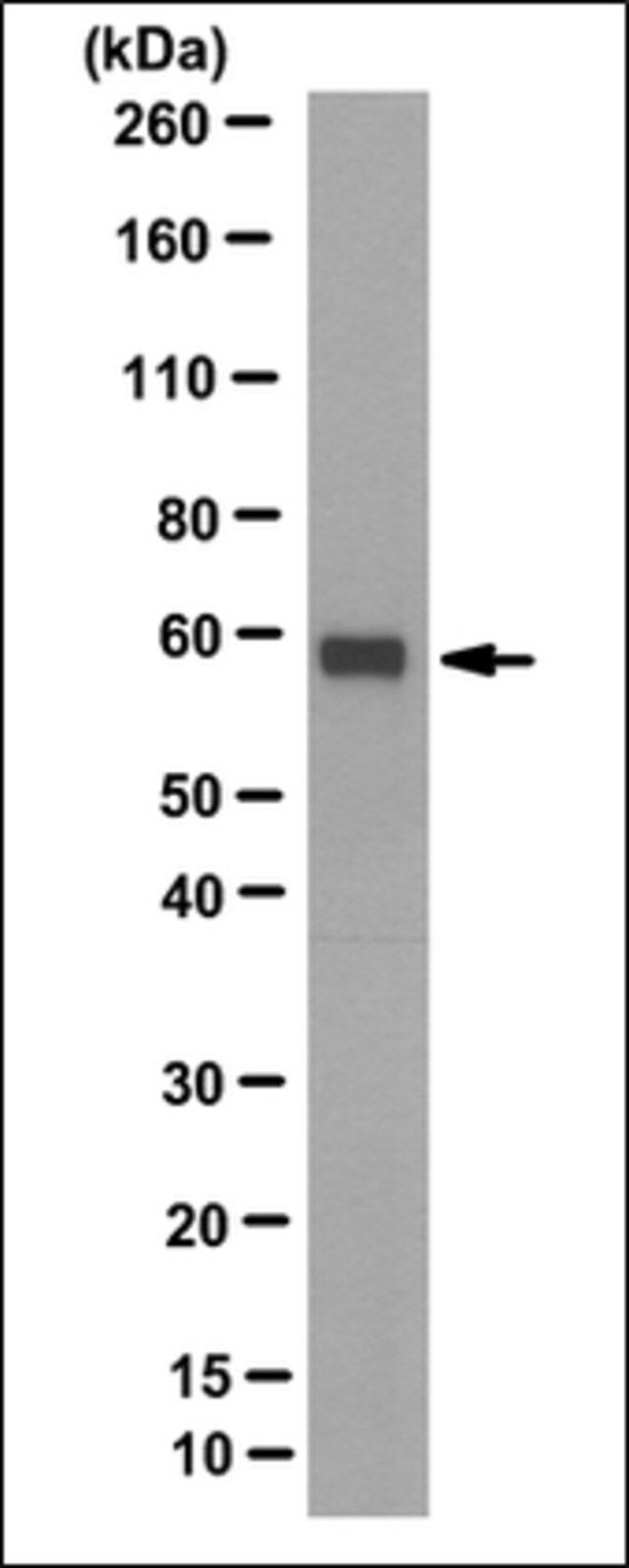 Anti-NRF-1 Antibody, clone 10B11.1