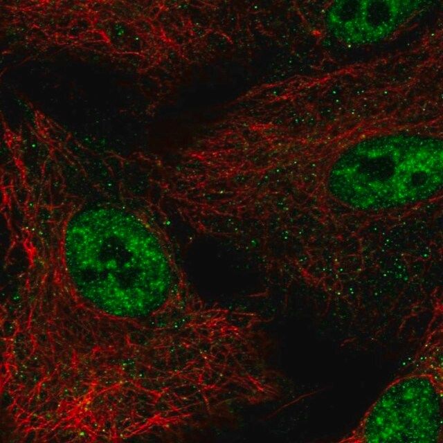 Anti-NR0B1 antibody produced in rabbit