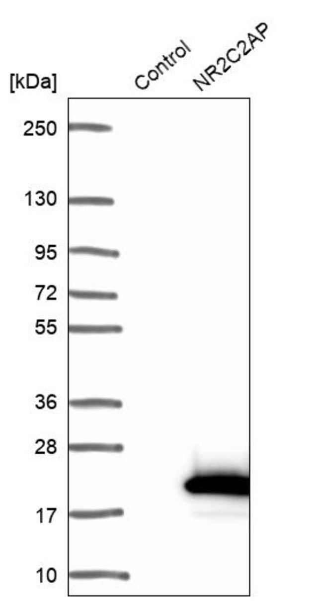 Anti-NR2C2AP antibody produced in rabbit