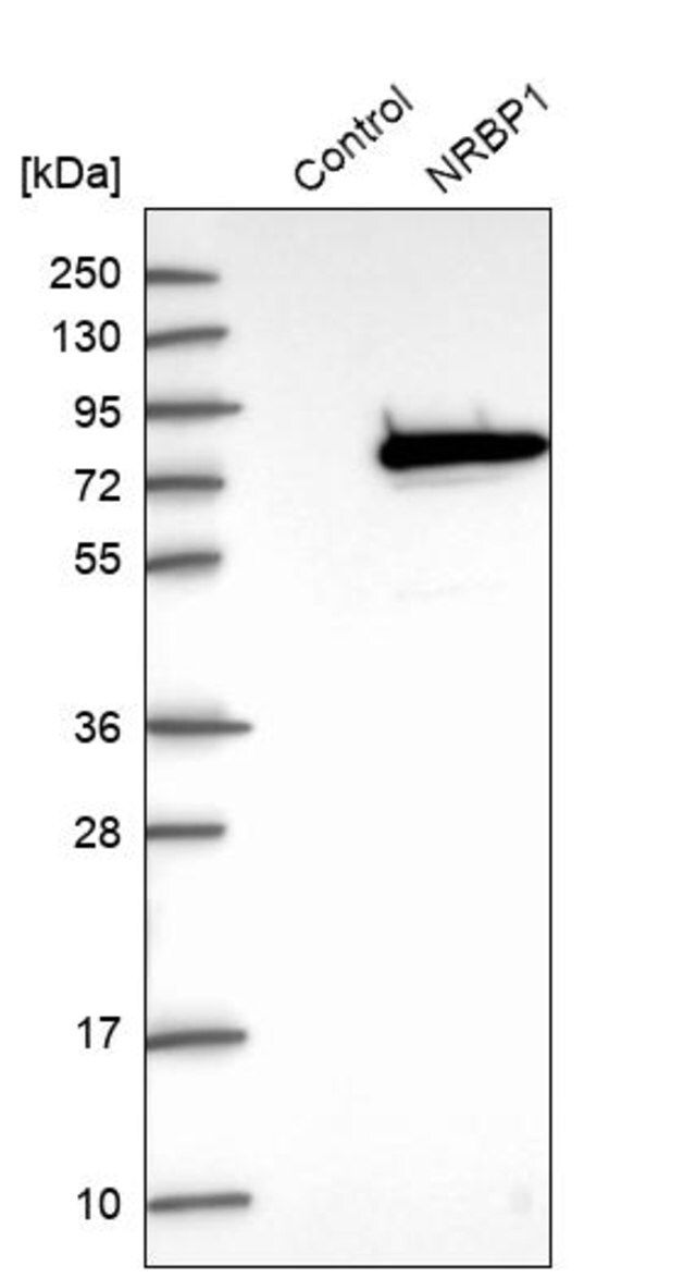 Anti-NRBP1 antibody produced in rabbit