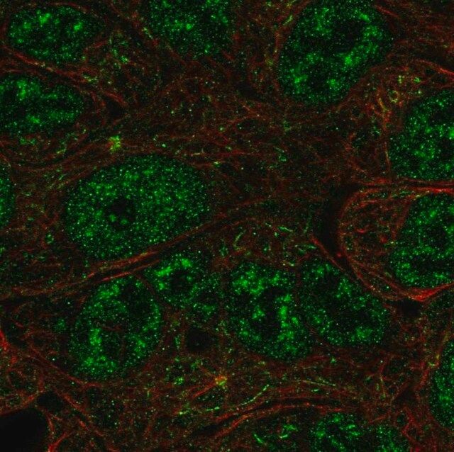 Anti-NR0B1 antibody produced in rabbit