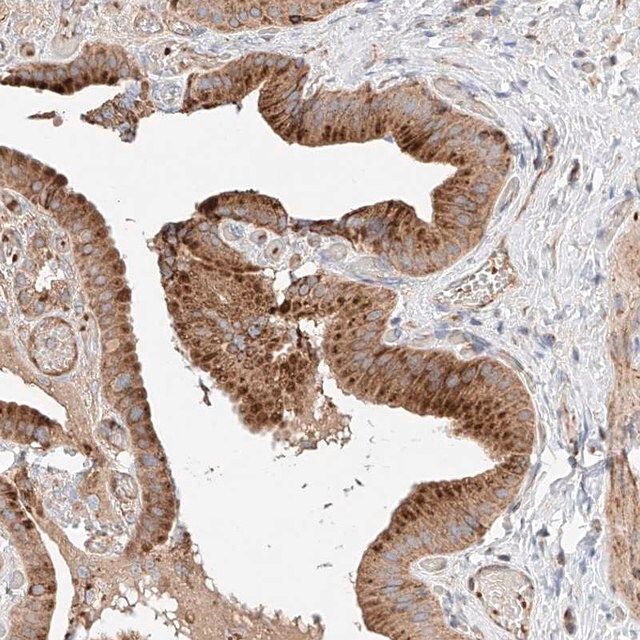 Anti-NR1D1 antibody produced in rabbit