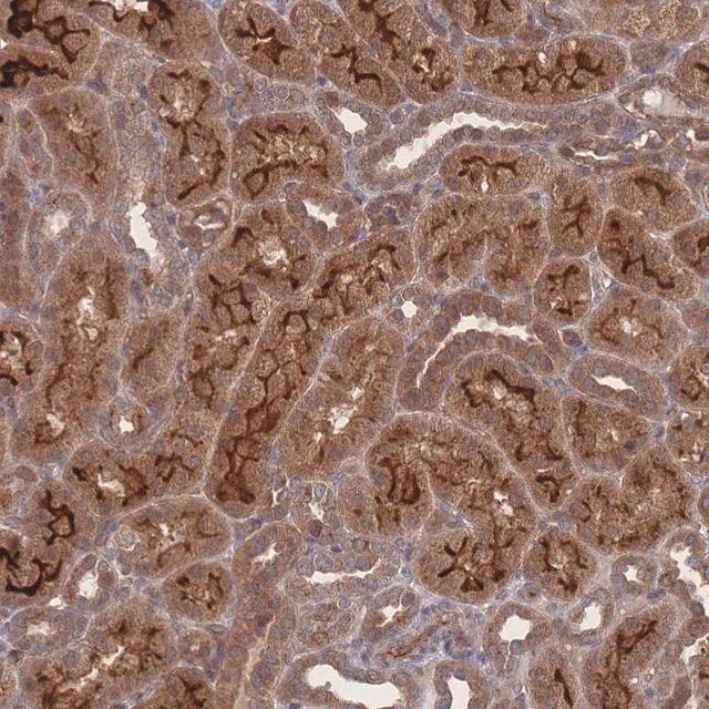 Anti-NBEAL1 antibody produced in rabbit