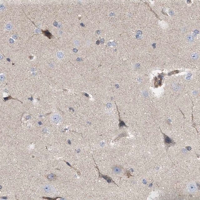 Anti-NAPEPLD antibody produced in rabbit