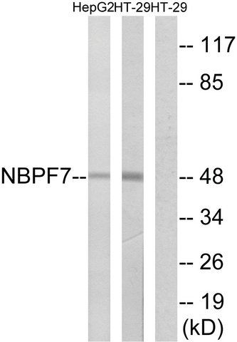 Anti-NBPF7 antibody produced in rabbit