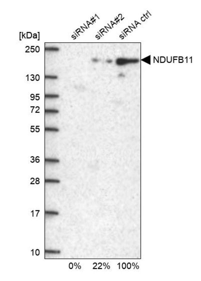 Anti-NDUFB11 antibody produced in rabbit
