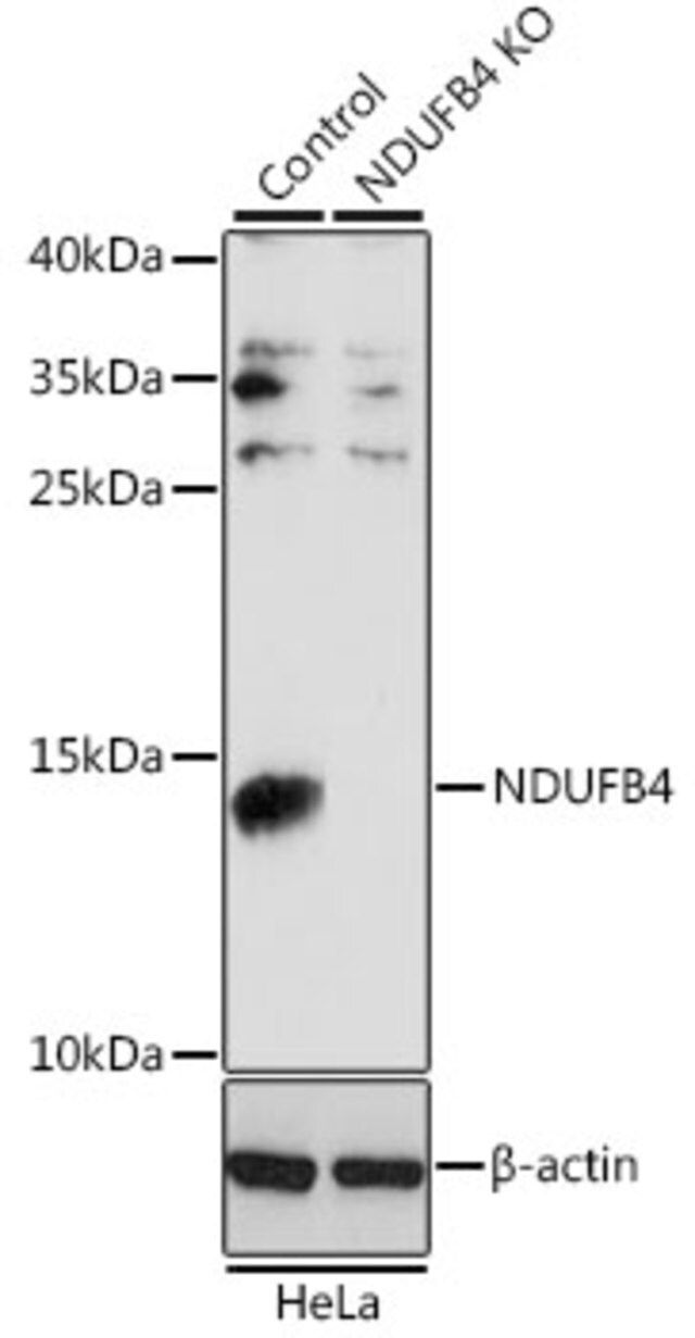 Anti-NDUFB4 antibody produced in rabbit