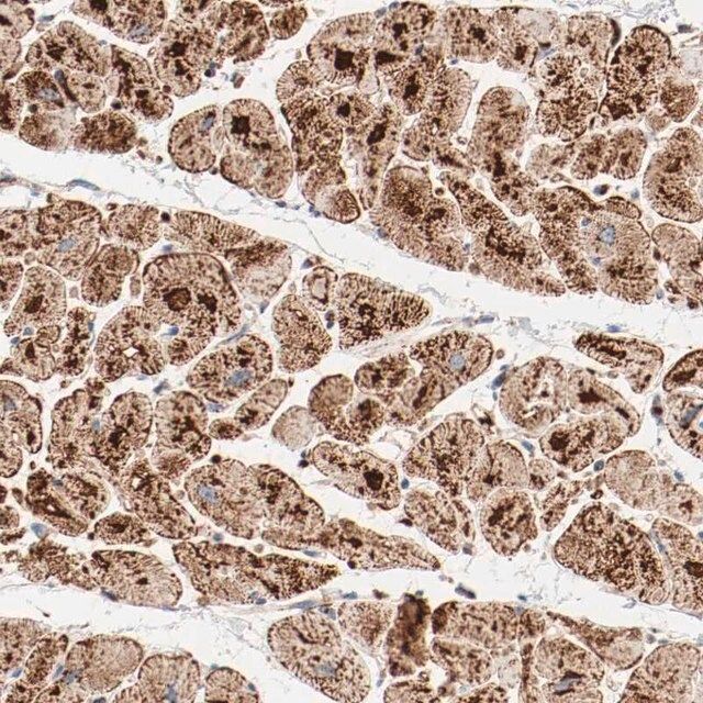 Anti-NDUFB8 antibody produced in rabbit