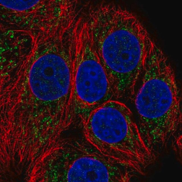 Anti-NDUFB1 antibody produced in rabbit
