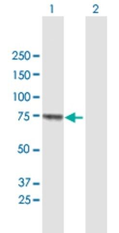 Anti-MUC20 antibody produced in mouse