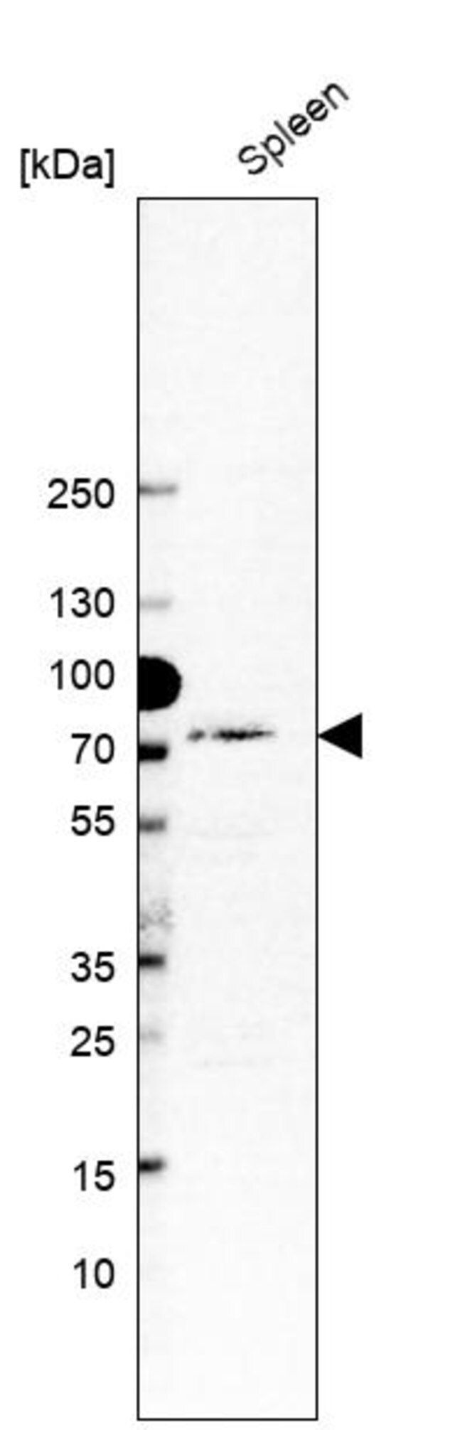 Anti-MX1 antibody produced in rabbit