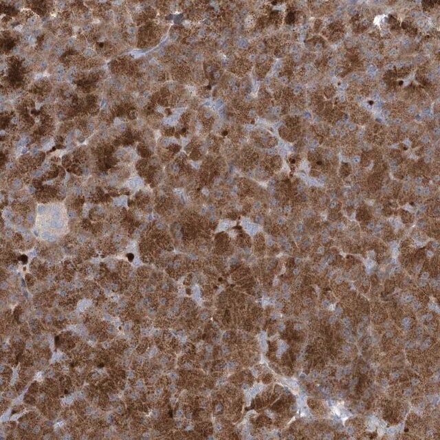 Anti-NAV3 antibody produced in rabbit