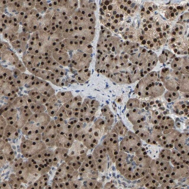 Anti-NANS antibody produced in rabbit