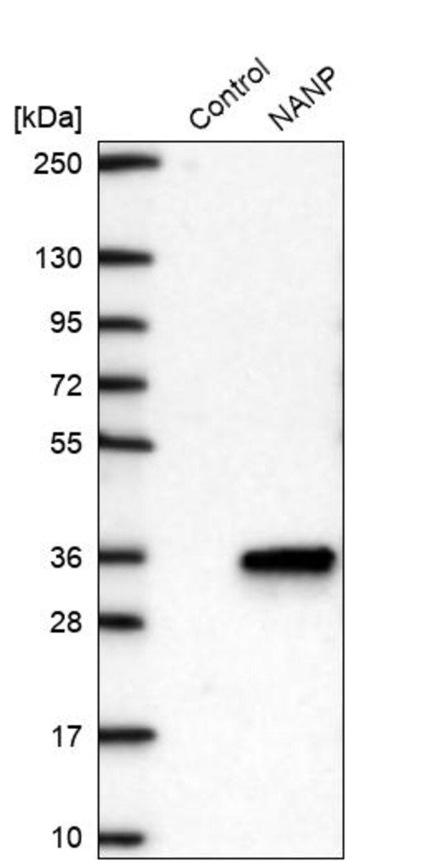 Anti-NANP antibody produced in rabbit