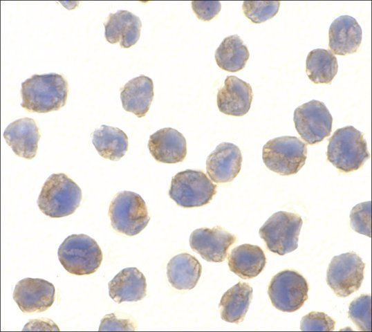 Anti-NAK antibody produced in rabbit
