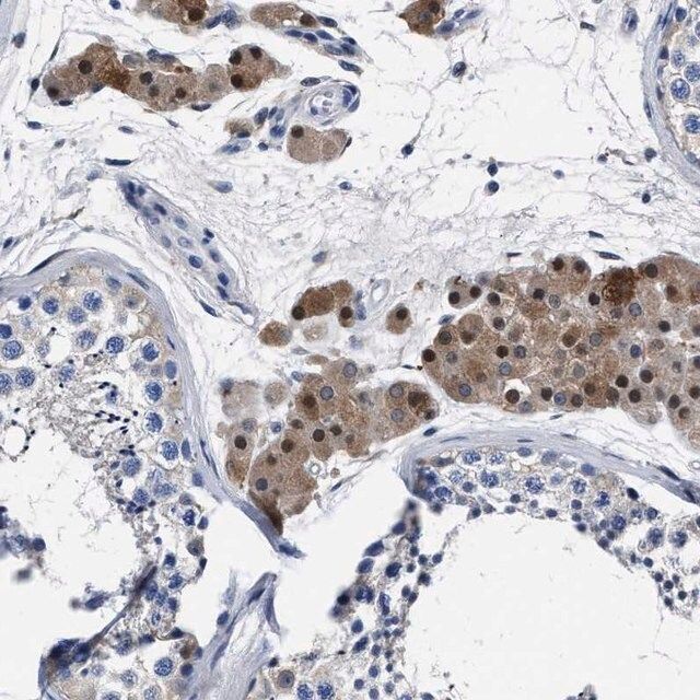 Anti-MOV10L1 antibody produced in rabbit