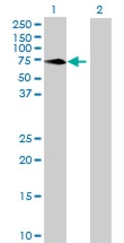 Anti-MPP3 antibody produced in mouse