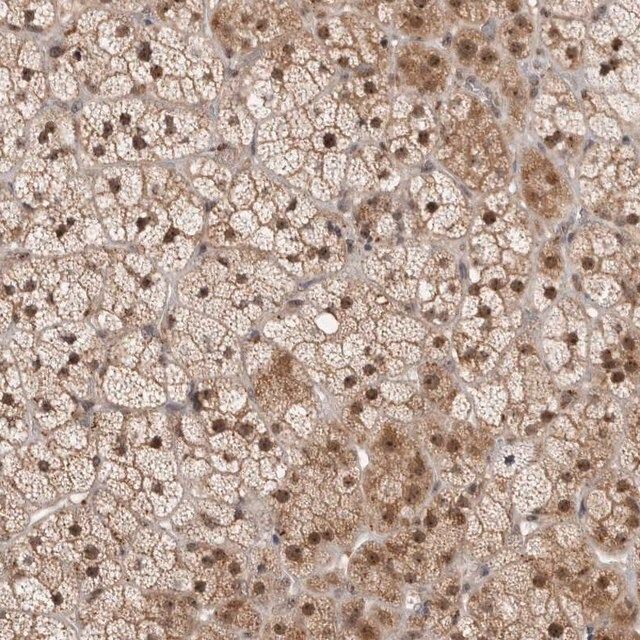 Anti-MPHOSPH6 antibody produced in rabbit