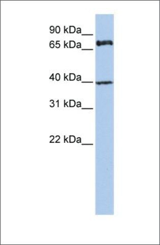 Anti-MPP5 antibody produced in rabbit