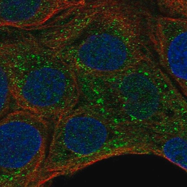 Anti-MPIG6B antibody produced in rabbit