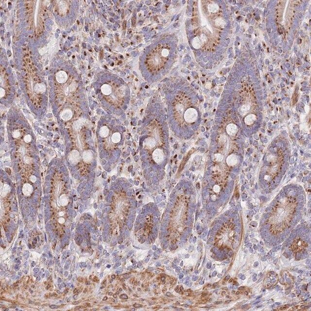 Anti-MPND antibody produced in rabbit