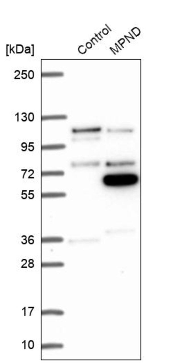 Anti-MPND antibody produced in rabbit