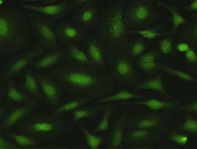 Anti-MPZL1 antibody produced in rabbit