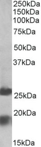 Anti-MPV17 antibody produced in goat