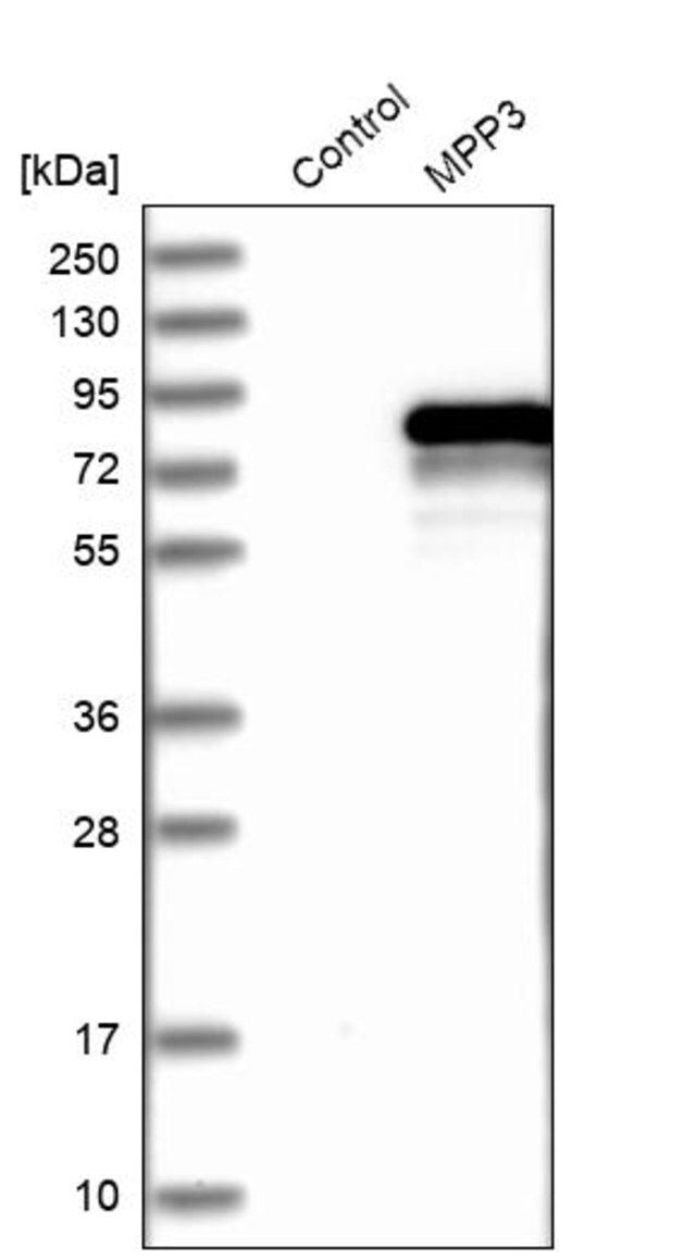 Anti-MPP3 antibody produced in rabbit