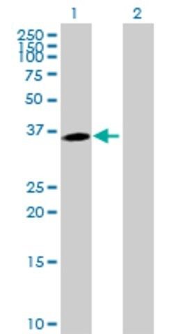 Anti-MPPED1 antibody produced in mouse