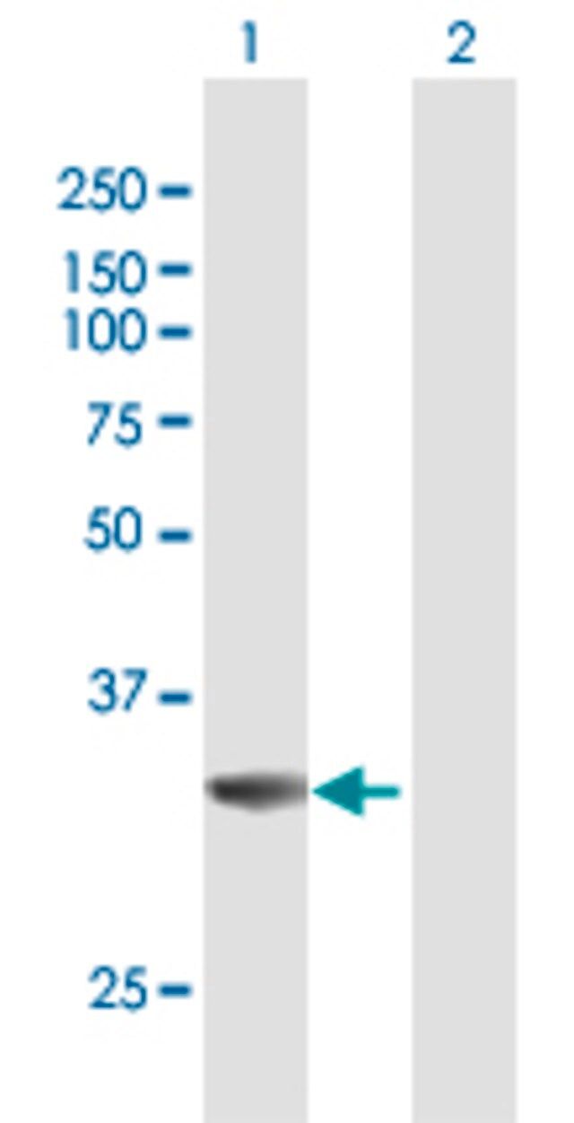 Anti-MPST antibody produced in rabbit
