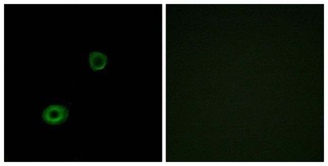 Anti-MRGX4 antibody produced in rabbit