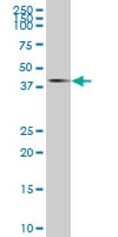Anti-MPPED2 antibody produced in mouse