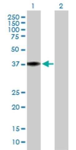 Anti-MRPL38 antibody produced in mouse