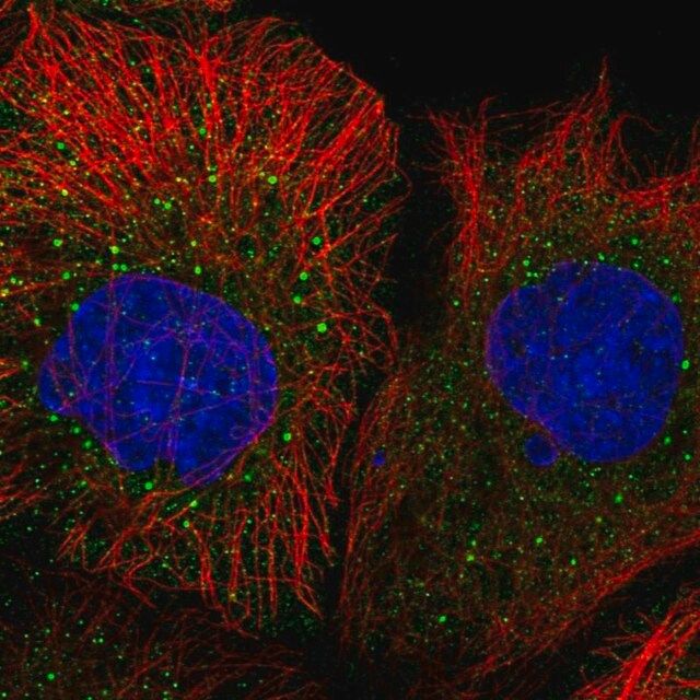 Anti-MRPL50 antibody produced in rabbit