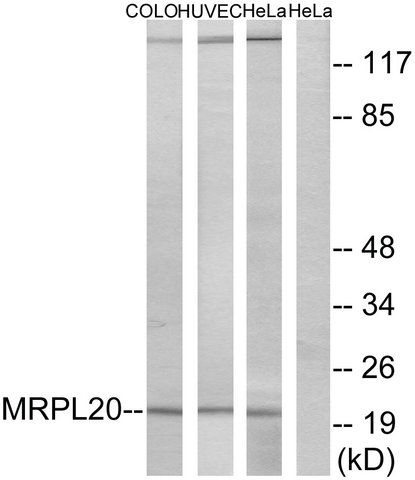 Anti-MRPL20 antibody produced in rabbit
