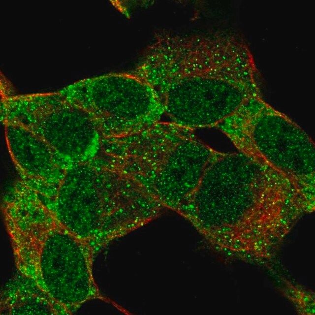 Anti-MSI1 antibody produced in rabbit