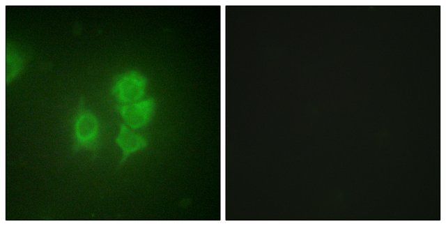 Anti-MSK1 antibody produced in rabbit
