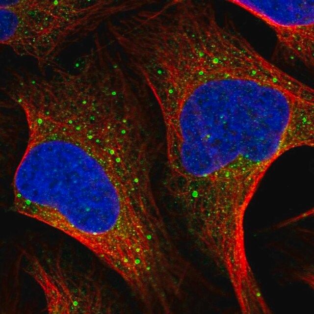 Anti-MSH5 antibody produced in rabbit