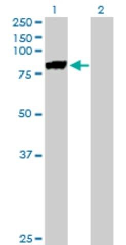 Anti-MST1 antibody produced in mouse