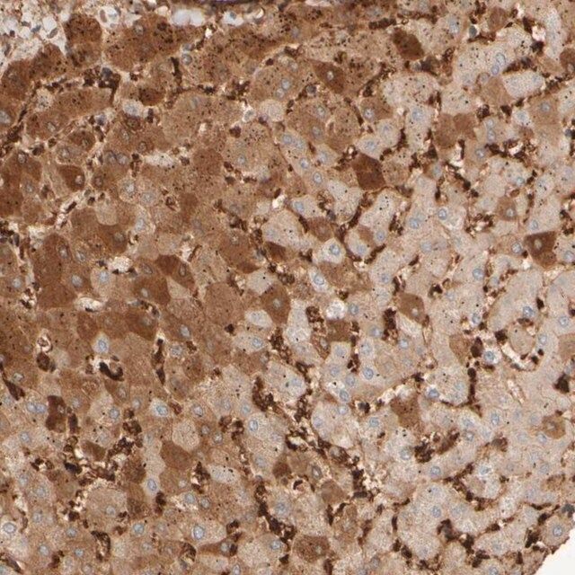 Anti-MST1 antibody produced in rabbit
