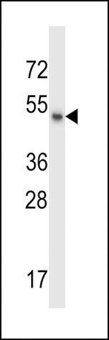 ANTI-MSL1 (CENTER) antibody produced in rabbit