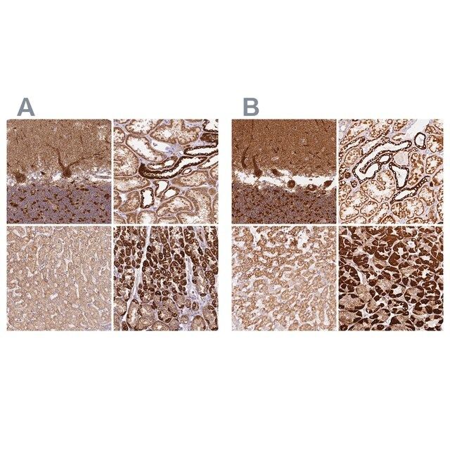 Anti-MT-CO2 antibody produced in rabbit