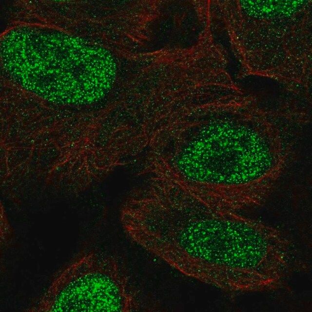 Anti-Msx1 antibody produced in rabbit