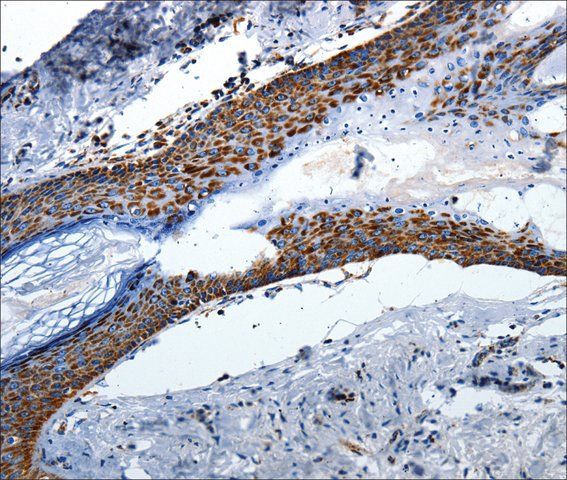 Anti-MT-CO2 antibody produced in rabbit