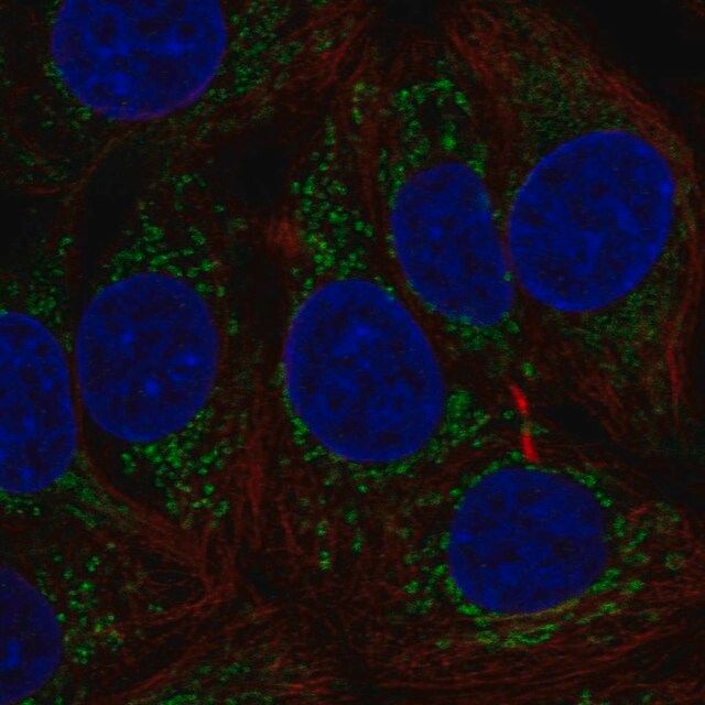 Anti-MTHFD1L antibody produced in rabbit