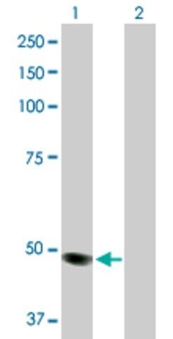 Anti-MOCS3 antibody produced in rabbit