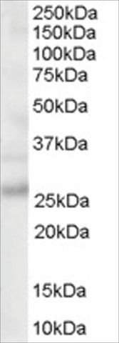 Anti-MOG antibody produced in goat