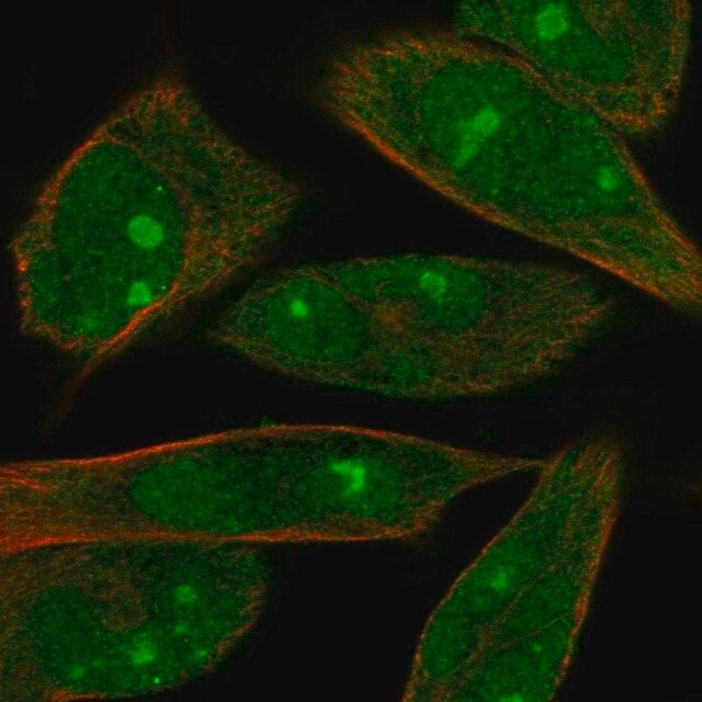 Anti-MOB1A antibody produced in rabbit