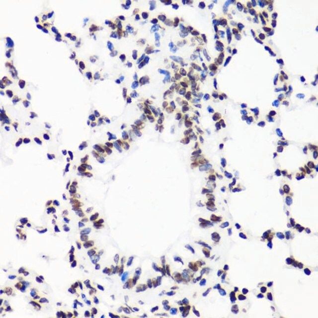 Anti-MonoMethyl-Histone H3-R17 antibody produced in rabbit